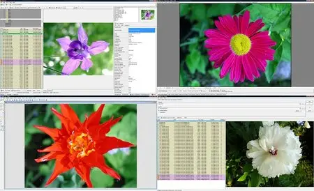 WildBit Viewer Pro 5.10 + Portable