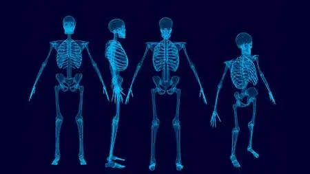 Human Musculo-Skeletal System- Part 2- lower limb