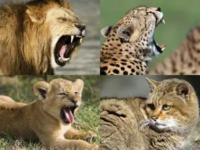 Wallpapers - Animals series