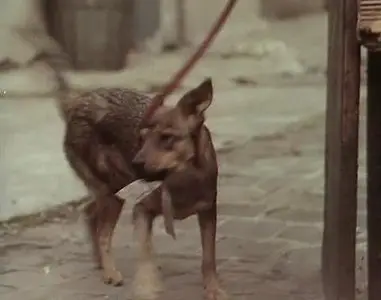 (Short Film) Colloque de chiens [DVDrip] 1977