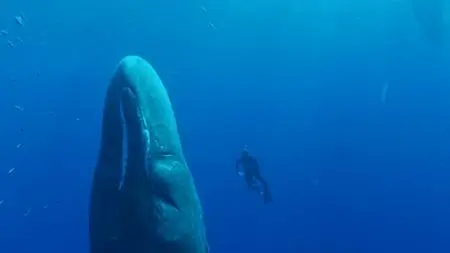 Song of the Sperm Whale (2017)
