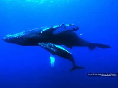BBC Nature's Great Events - HD series
