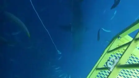 Nat Geo - Expedition Great White Life and limb