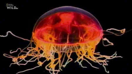 NG. - World's Deadliest Jellyfish (2021)