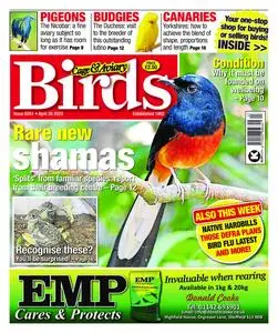 Cage & Aviary Birds – 26 April 2023