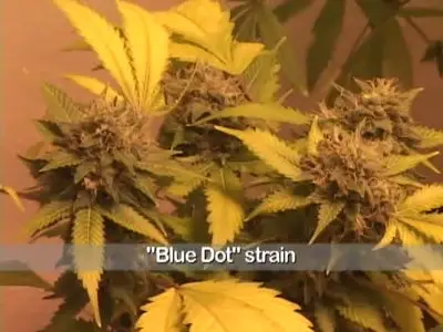 See More Buds Vol.3, "Perfect Garden"