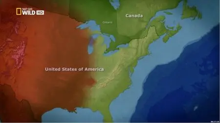 National Geographic - Attack In The Wild (2012)