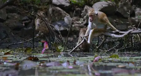 Monkey Kingdom (2015)
