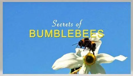 ORF - Secrets of Bumblebees (2014)