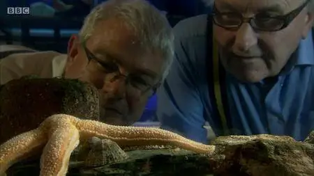 BBC - The Secret Life of Rockpools (2013)