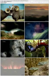 National Geographic - Wild Sex: Deviants (2005)