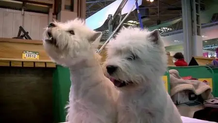BBC - Pedigree Dogs Exposed: Three Years On (2012)