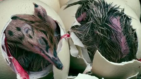BBC - Natural World: Attenborough's Big Birds (2015)