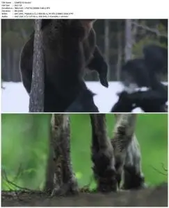 Wolf vs Bear (2018)