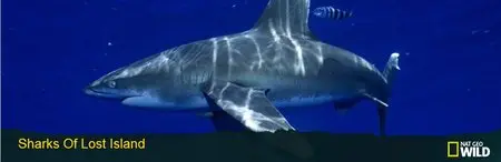 National Geographic Wild - Sharks of Lost Island