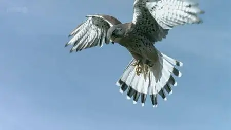 BBC - Attenborough: 60 Years in the Wild (2012)