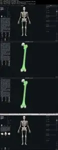 Human Musculo-Skeletal System- Part 2- lower limb