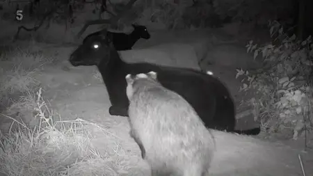 Channel 5 - Badgers: Their Secret World (2023)