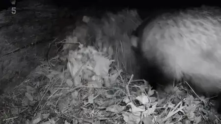 Channel 5 - Badgers: Their Secret World (2023)