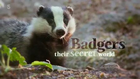 Channel 5 - Badgers: Their Secret World (2023)