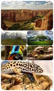 Wallpapers - Nature and animals 24