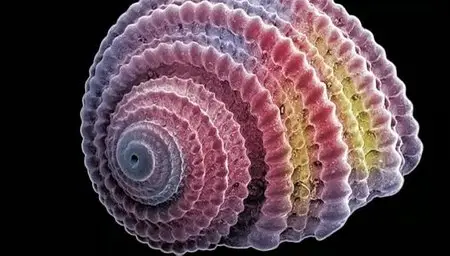 PBS - Fractals: Hunting the Hidden Dimension (2010)