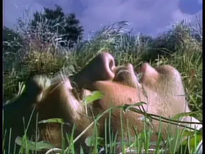 Peter Gabriel "Play - The Videos"