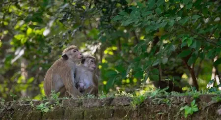 Monkey Kingdom (2015)