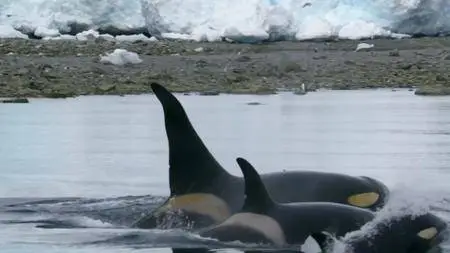 BBC Natural World - Killer Whales: Beneath the Surface (2013)