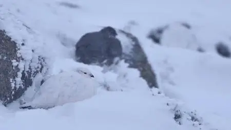 Wild Britain S01E01