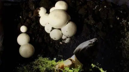 BBC - The Magic of Mushrooms (2014)