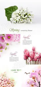 Spring flowers 12