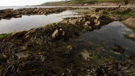 BBC - The Secret Life of Rockpools (2013)