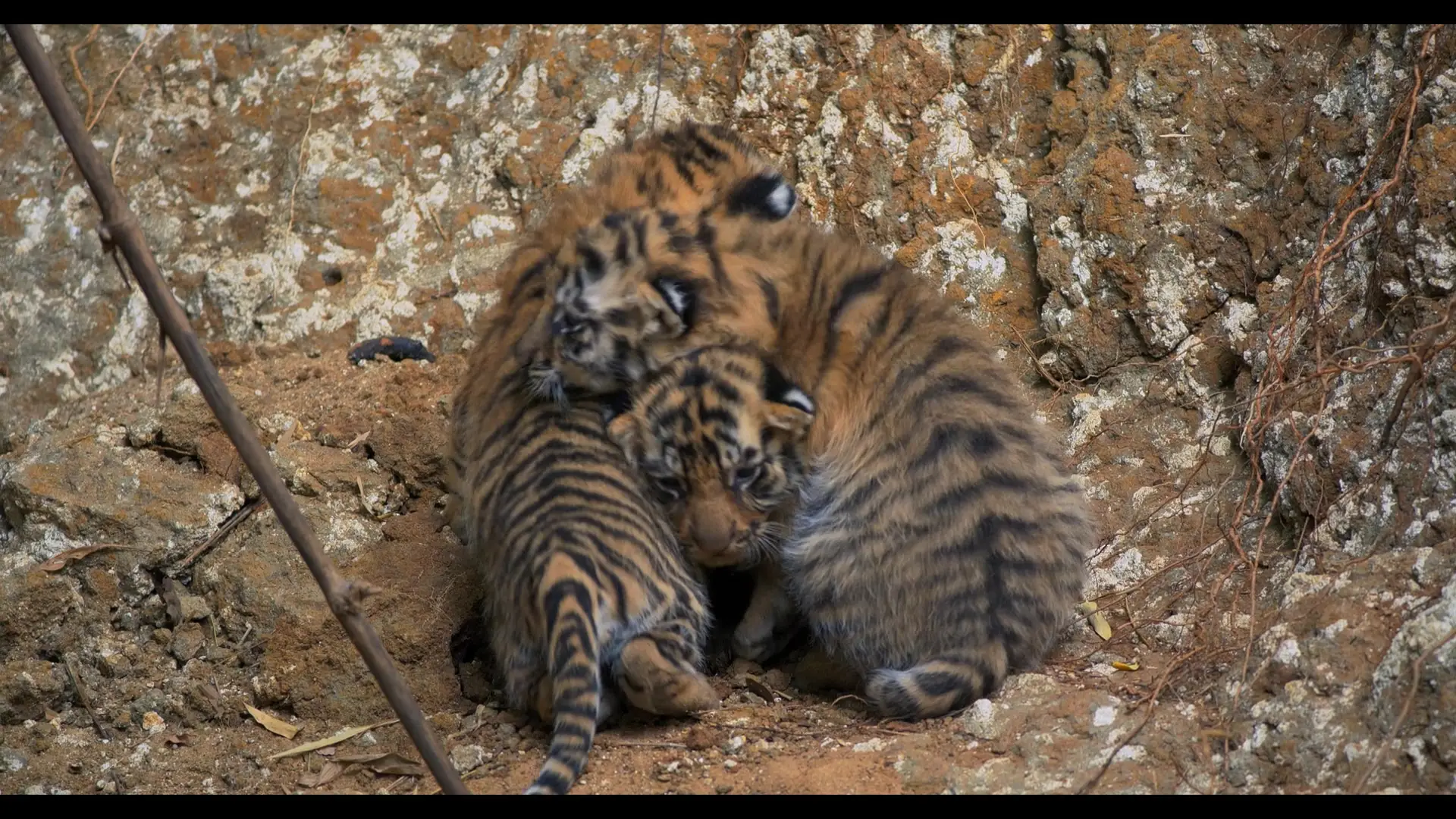 Tigers on the Rise (2024) / AvaxHome