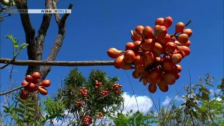 NHK Wildlife - On the Edge of Survival: Brazil's Wild Dogs (2010)