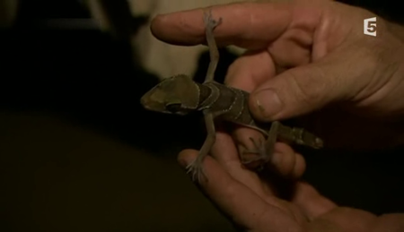 (Fr5) Dix drôles d'espèces (2011)