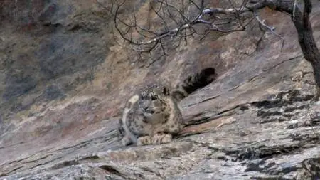 BBC - Attenborough: 60 Years in the Wild (2012)