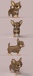 Cute Puppy Chihuahua dog