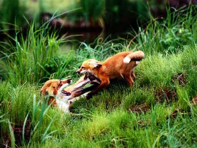 Pictures of foxes Part 1 