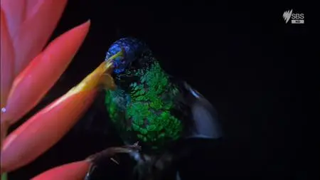 Brazil – A natural History (2015)