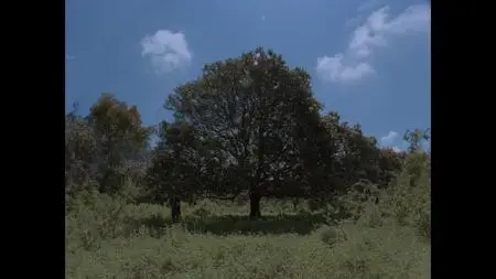 Post Tenebras Lux (2012)