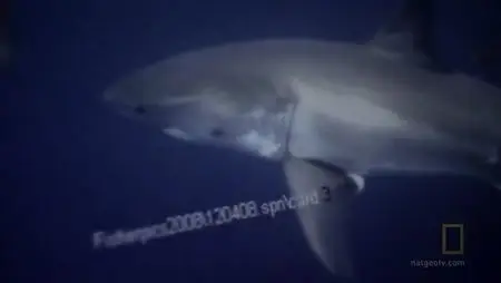 Nat Geo - Expedition Great White Life and limb