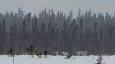 CBC The Nature of Things - The Wild Canadian Year: Winter (2017)