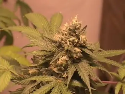 See More Buds Vol.3, "Perfect Garden"