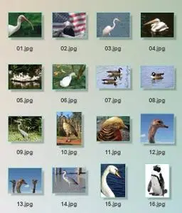 Birds HQ
