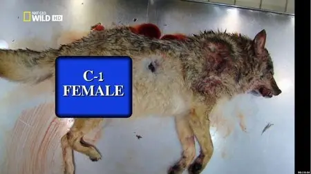 National Geographic - Attack In The Wild (2012)