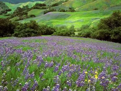 Nature Scenes - Fields