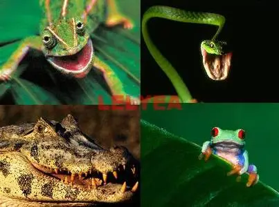 HQ Images of Reptiles & Frogs