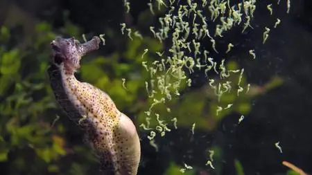 Absurd Planet S01E04