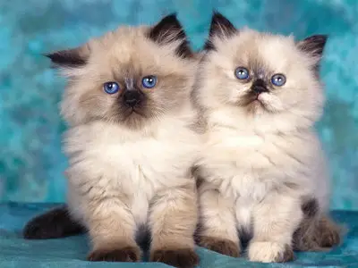 Cats Wallpaper Pack